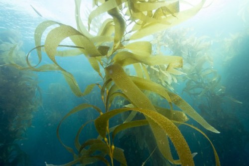 Kelp-Algen