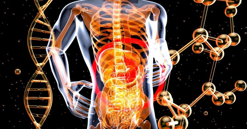 Darm und innere Organe